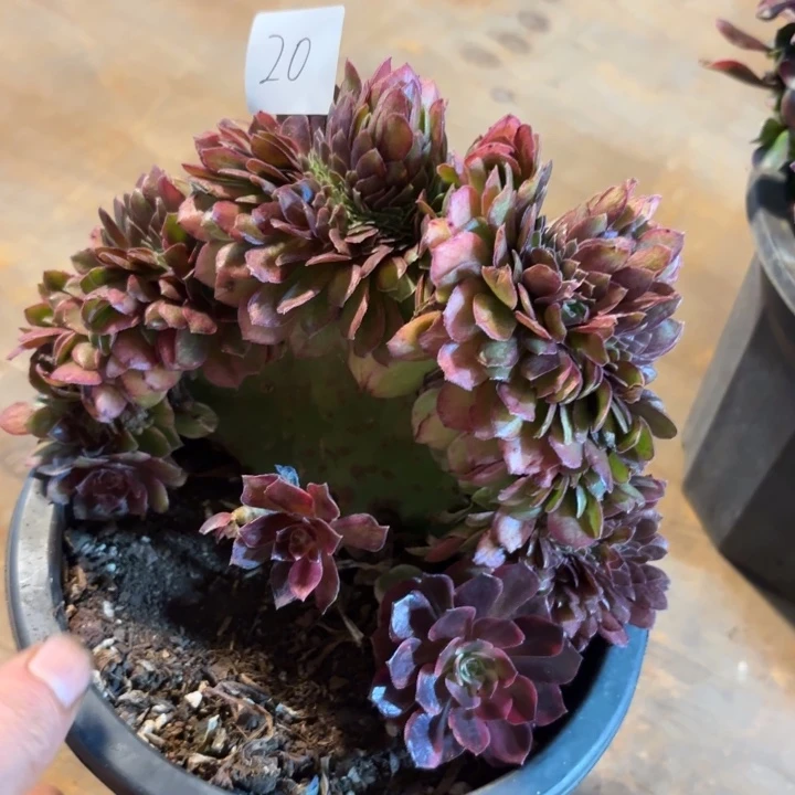 无花朵020特价不知道无售后