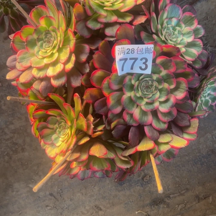 773黑金刚多肉植物