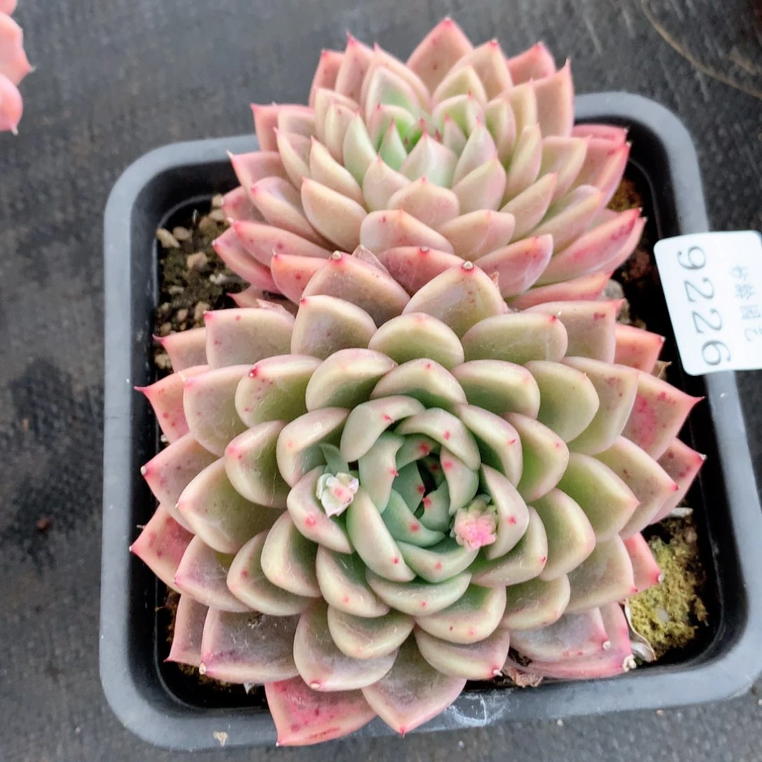 9226新年快乐发发发