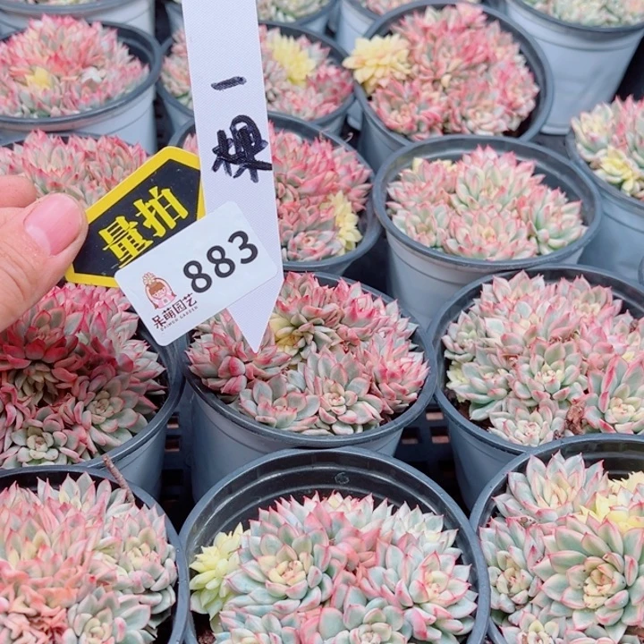 多肉植物多肉植物