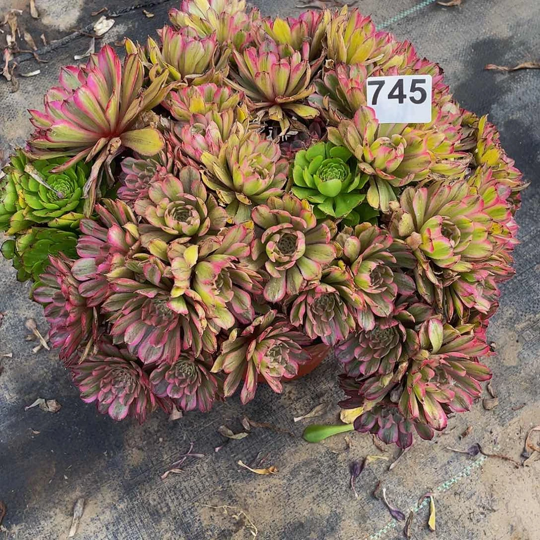 多肉法师745号玲珑发货不包损