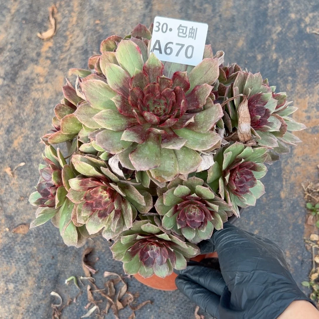 670 瑕疵多肉法师不包侧枝