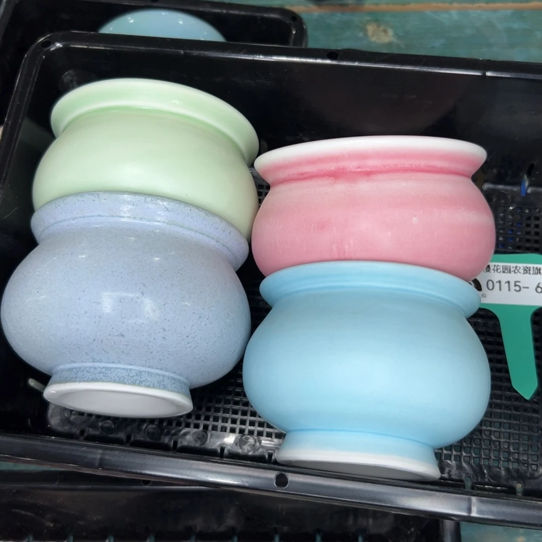 多肉精选编号0115.62