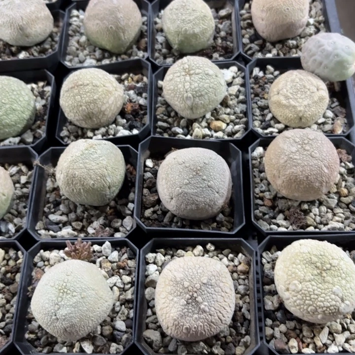 实生凝蹄玉好养皮实好活