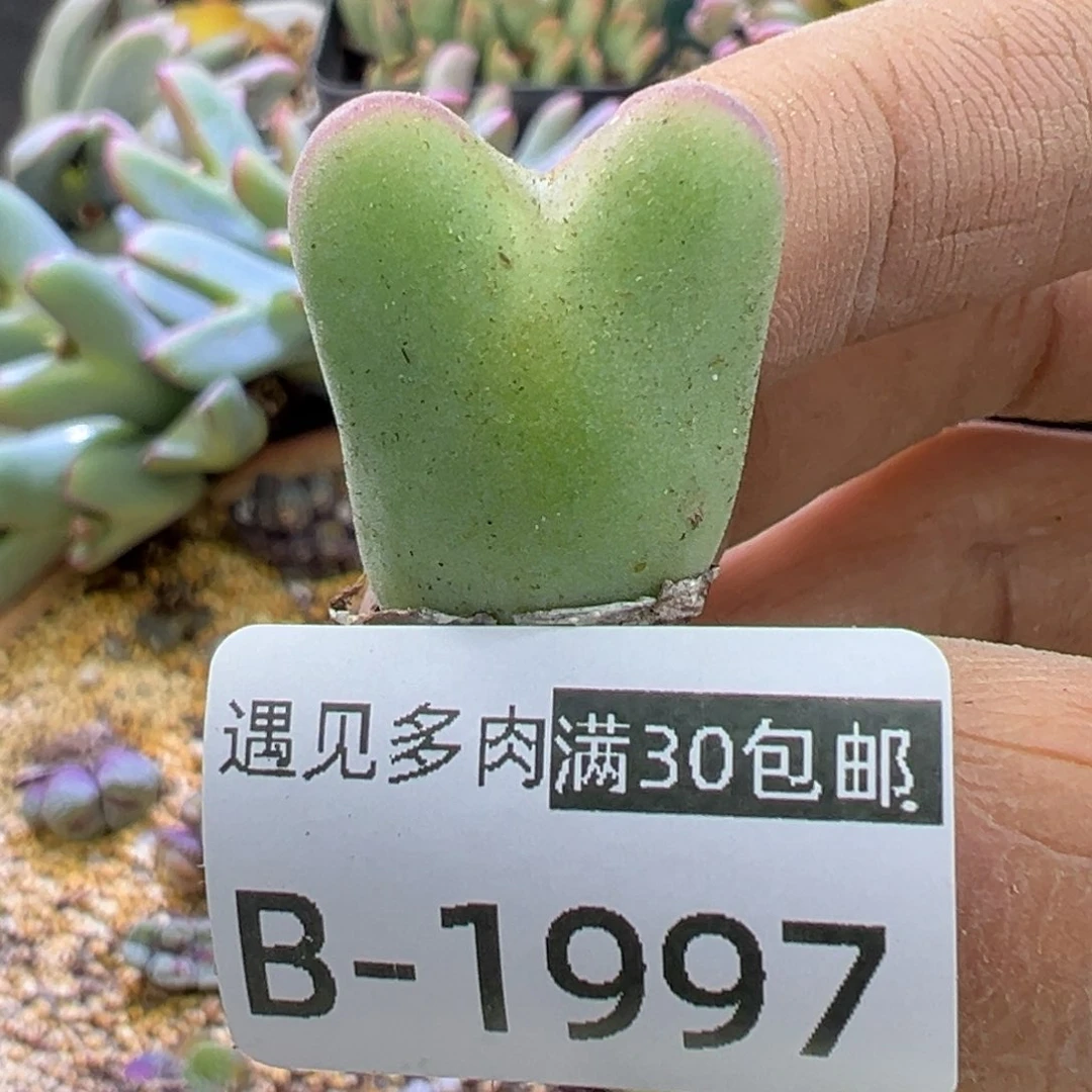 多肉植物111111111111111