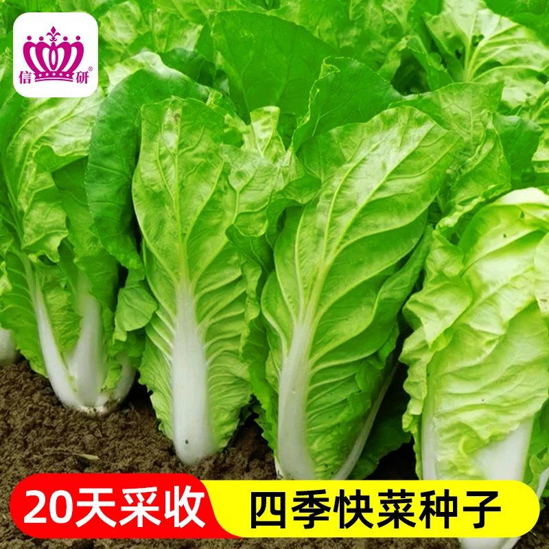 【四季速生快菜】奶油快菜种子耐热耐寒早熟白菜种籽春夏秋蔬菜种子