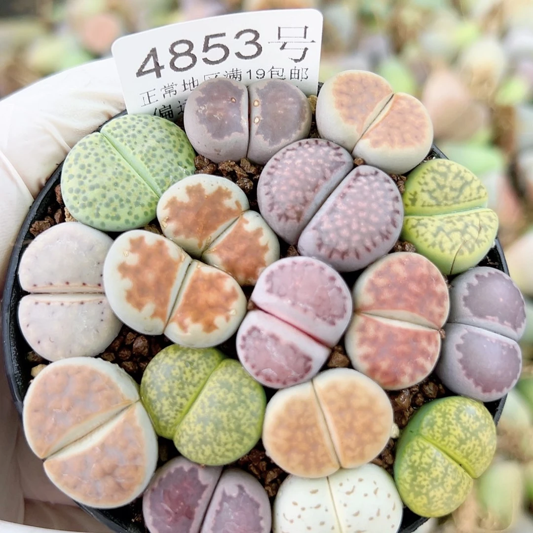 4853 好养易活生石花大母本