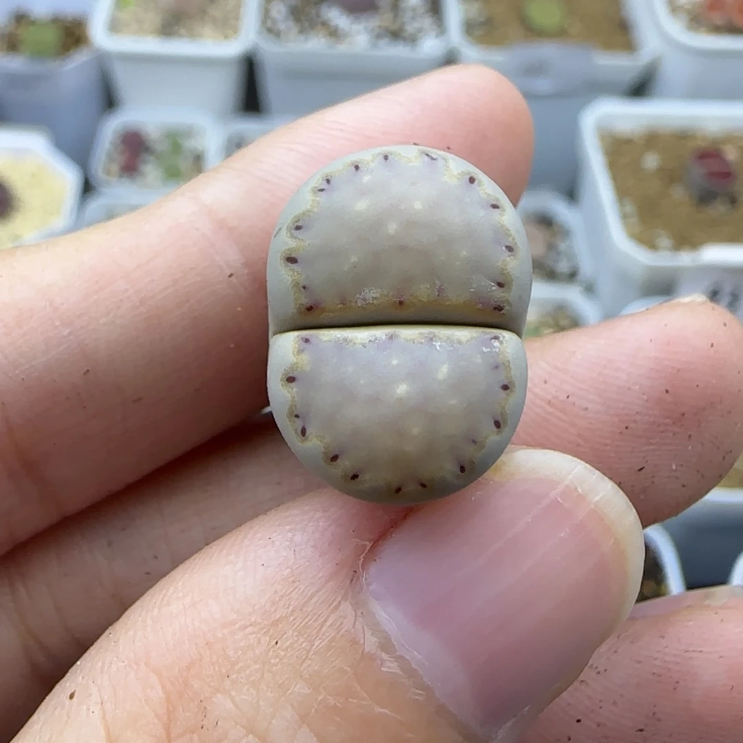 13饼干清框福利30包邮