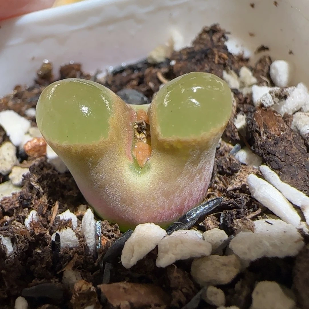 肉锥多肉植物百科30-磁铁1135