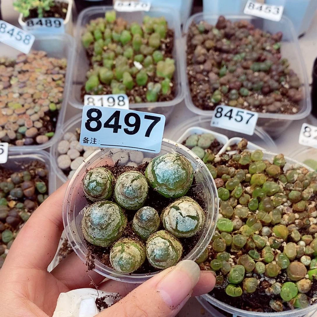 8497灯泡啦啦咯哦噜啊