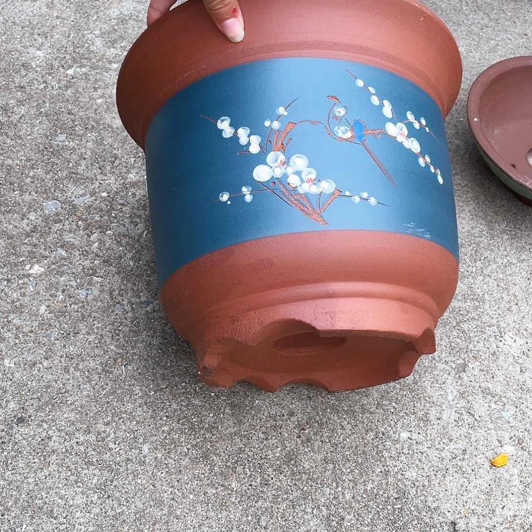 30蓝色点菜金钟花盆紫砂
