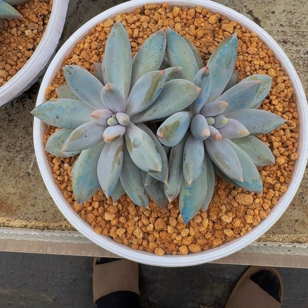 焦糖体 哥特 双头 一物一拍