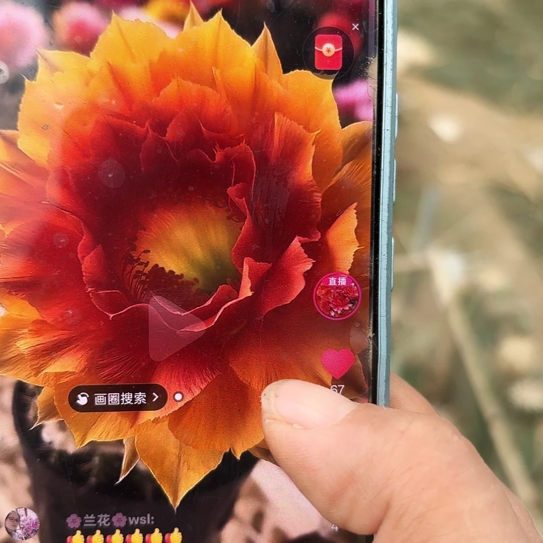 A112无根侧牙四公分