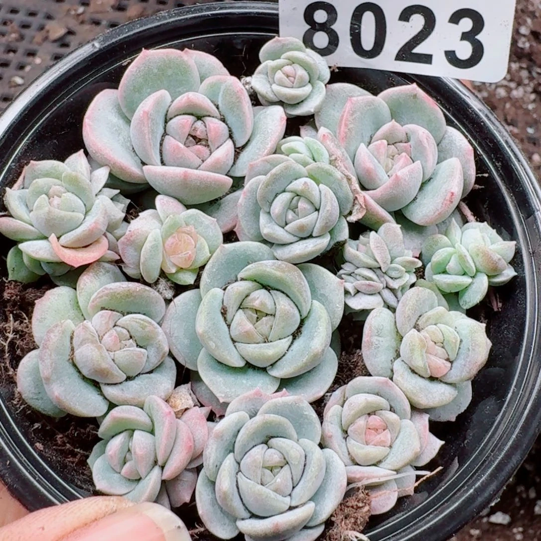 多肉植物多肉植物