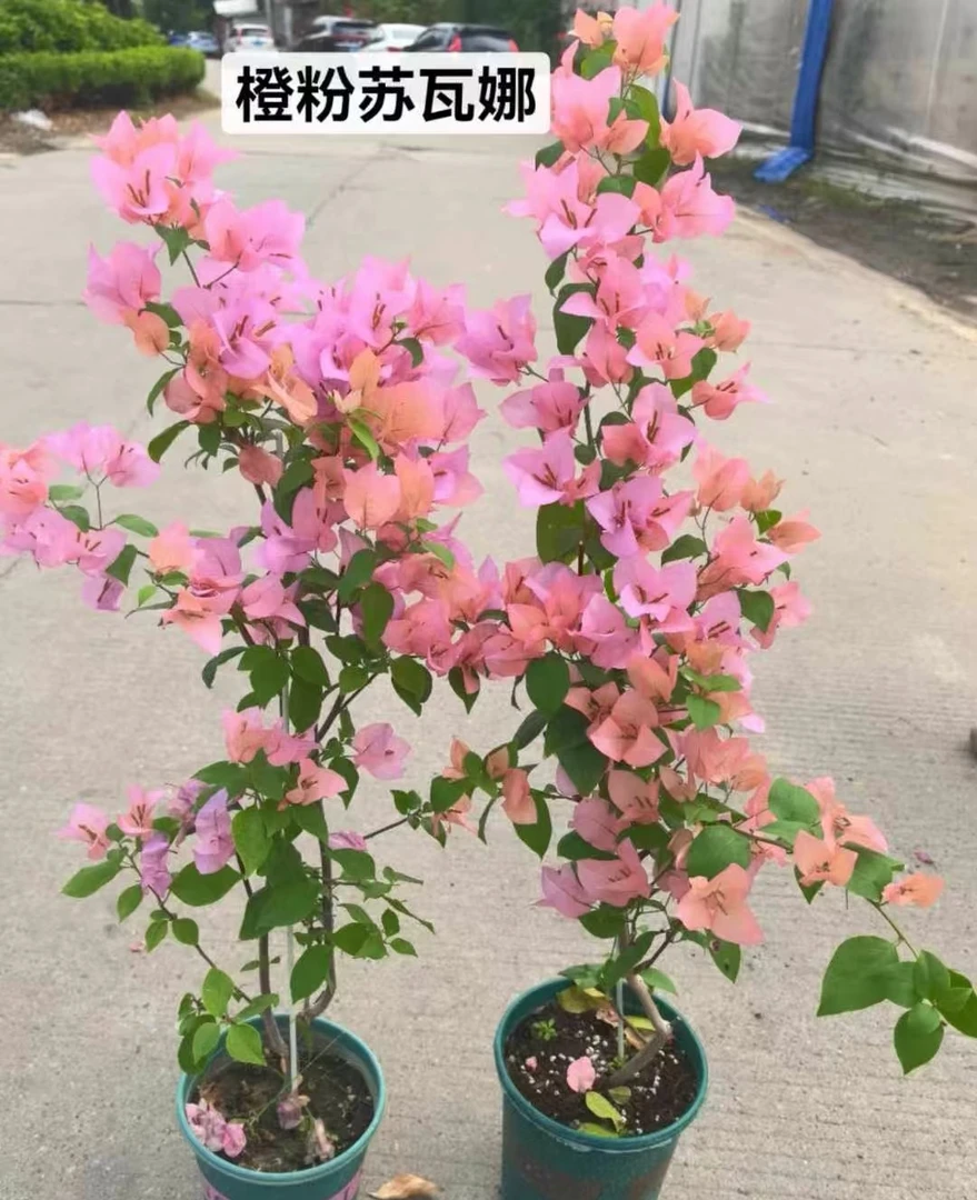 《橙粉苏瓦娜三角梅》终生包对版