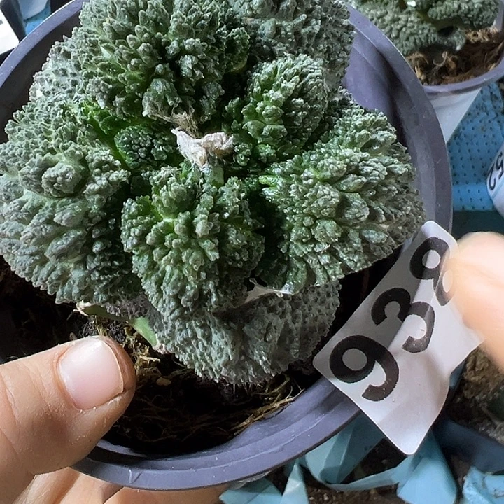 哥斯拉938仙人球开花