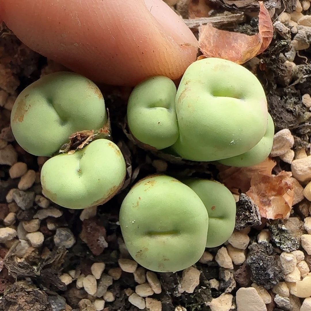 我***卡哈哈哈哈哈哈哈46779