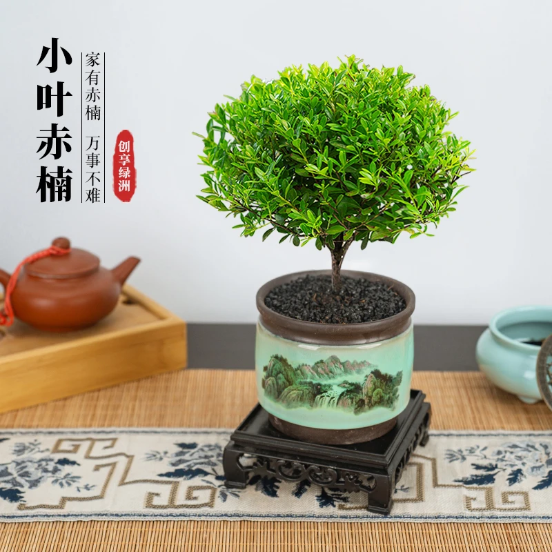 小叶赤楠高山紫砂盆桌面种好发货室内客厅观叶绿植盆栽四季常青R
