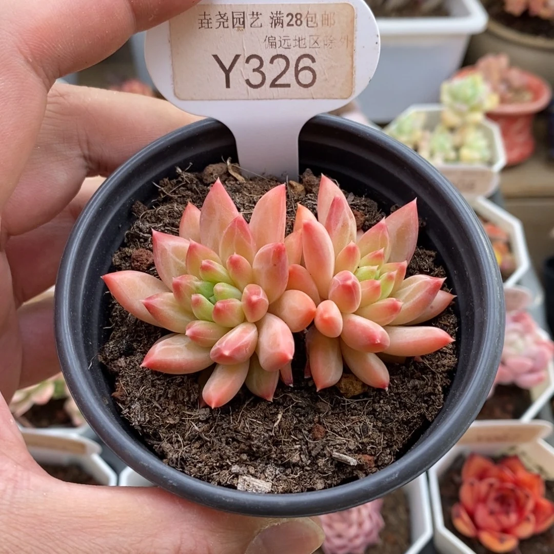 0326甲骨文6.5厘米多肉
