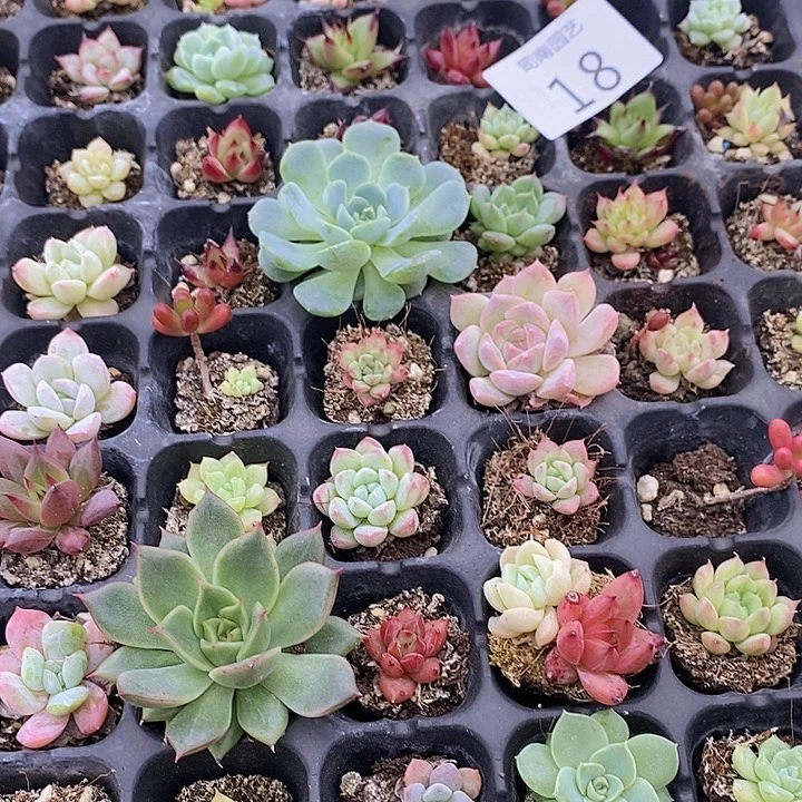 18 多肉植物盆栽花卉