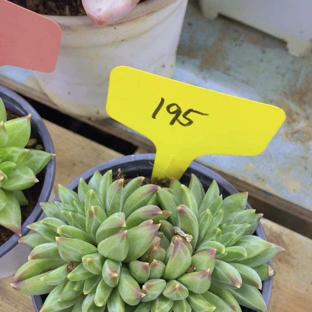 双十一晚间场，11.10