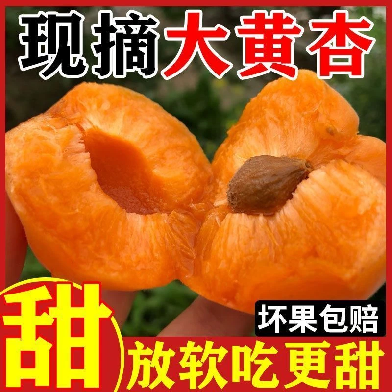 现摘头茬大黄杏新鲜孕妇水果时令当季应季金太阳甜杏酸杏包邮