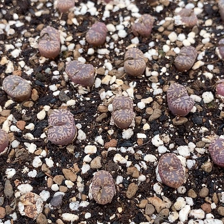 26545紫红勋章一颗