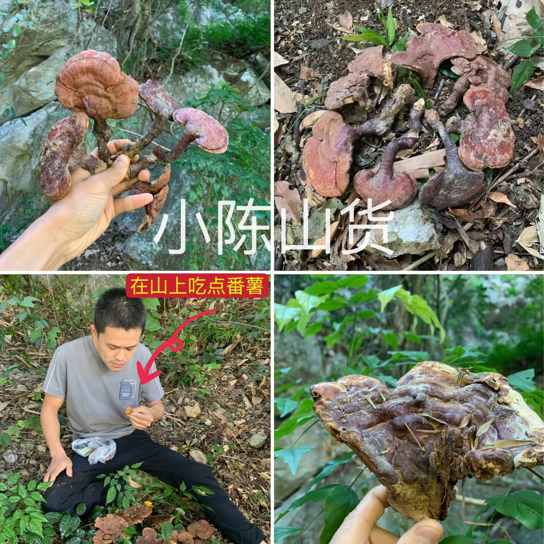 深山采摘【赤灵芝】干货白肉灵芝小豆芽整朵煲汤煮水泡酒 无硫 养生