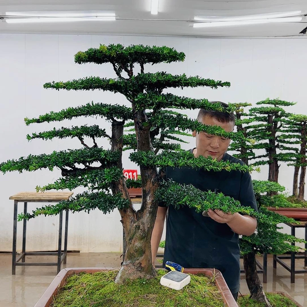 用***3无花朵盆景园林……