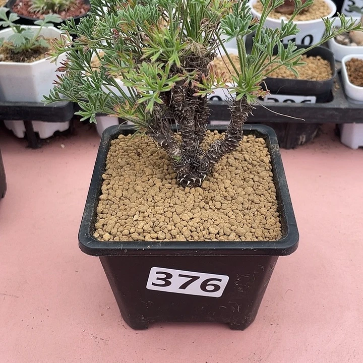 376超大豪猪洋葵块根