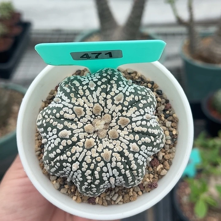 泰系实生海星兜多肉植