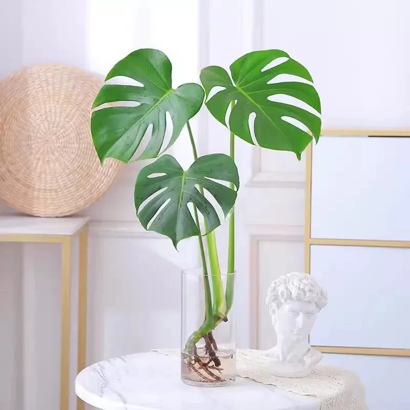 龟背竹盆栽水培植物老桩大叶绿萝水养富贵竹带根绿植室内好养花卉