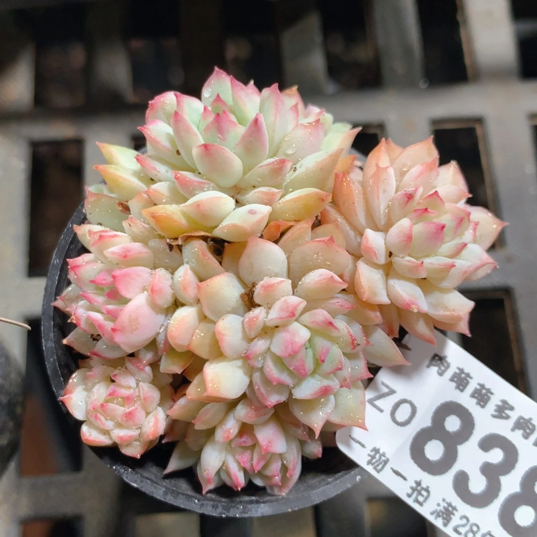 5CM拇指盆精控多肉ZO838