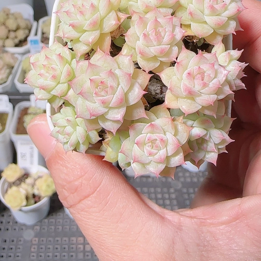 1126-269群生不包整