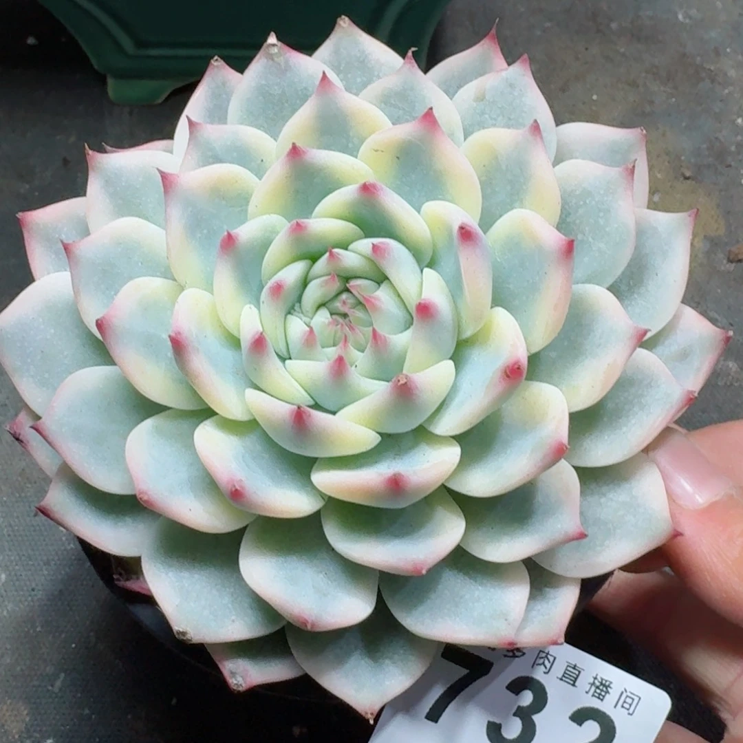 吉娃娃锦          摇身一变高富帅，一夜暴富动作快