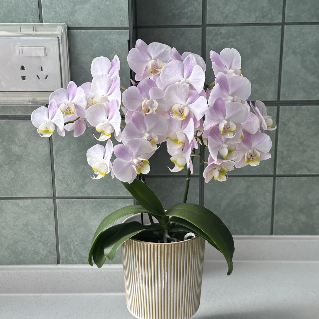 【威尼斯】大花室内观赏绿植盆栽蝴蝶兰