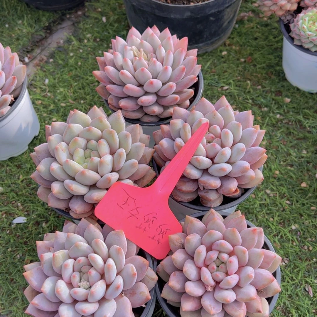 养****婆香玉的故事是一个人的