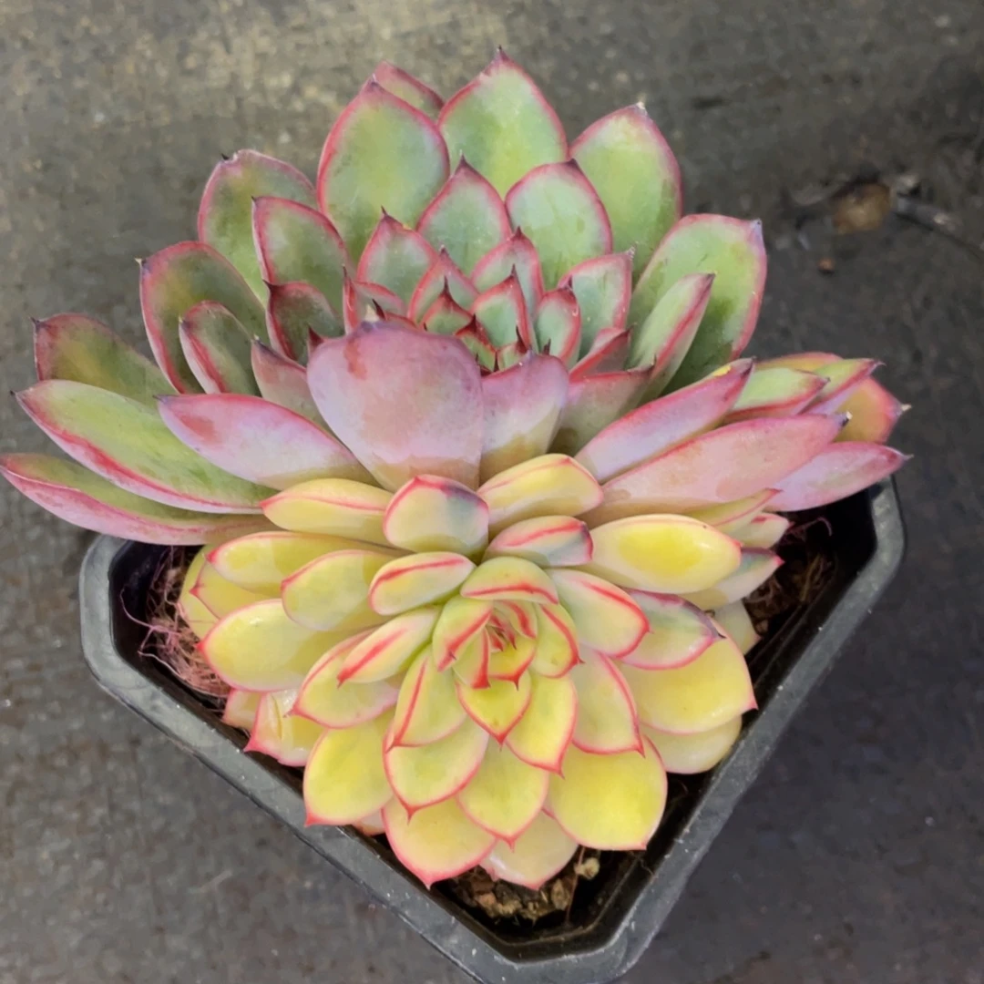 白***白多肉植物盆栽多肉