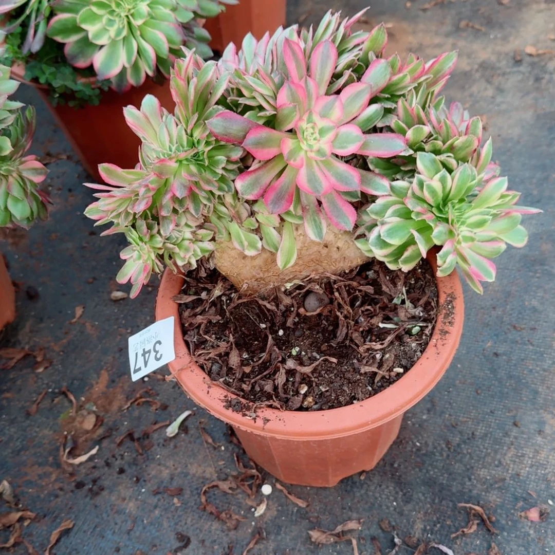 347荔枝缀化多肉植物满28包邮