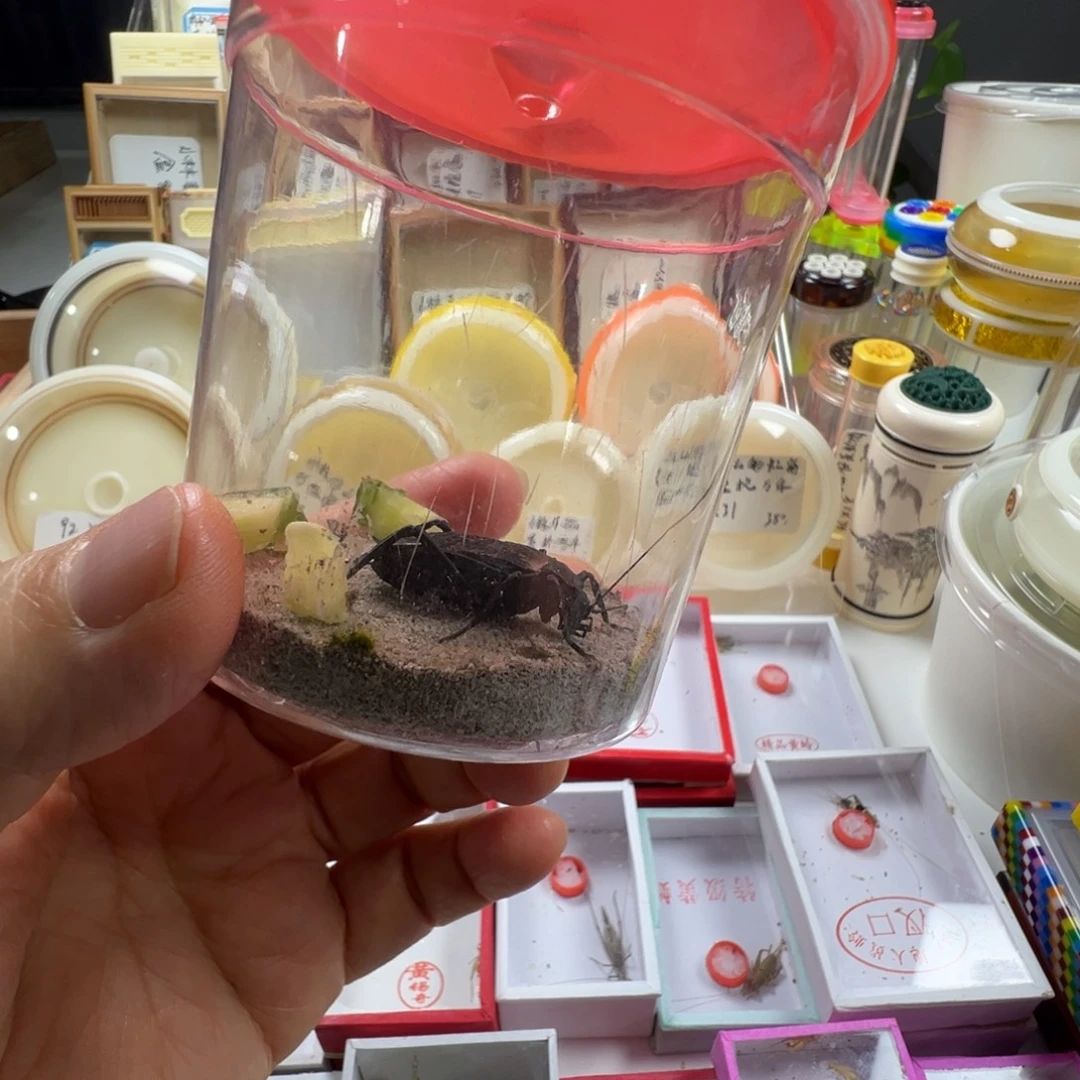 蟋蟀一只石老师电报蛉