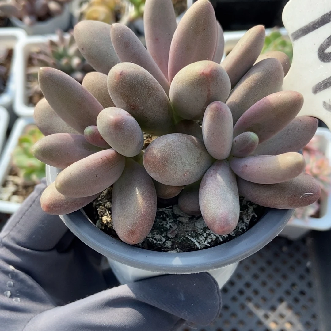 1015糖果美人多肉植物