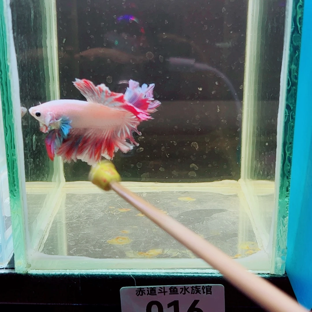 口***妹斗鱼赤道斗鱼水族馆