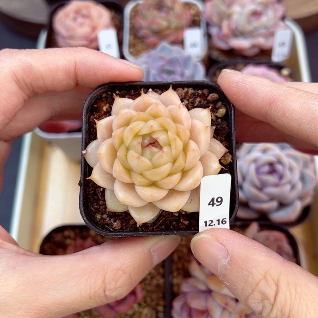 好好看49、哈哈哈哈