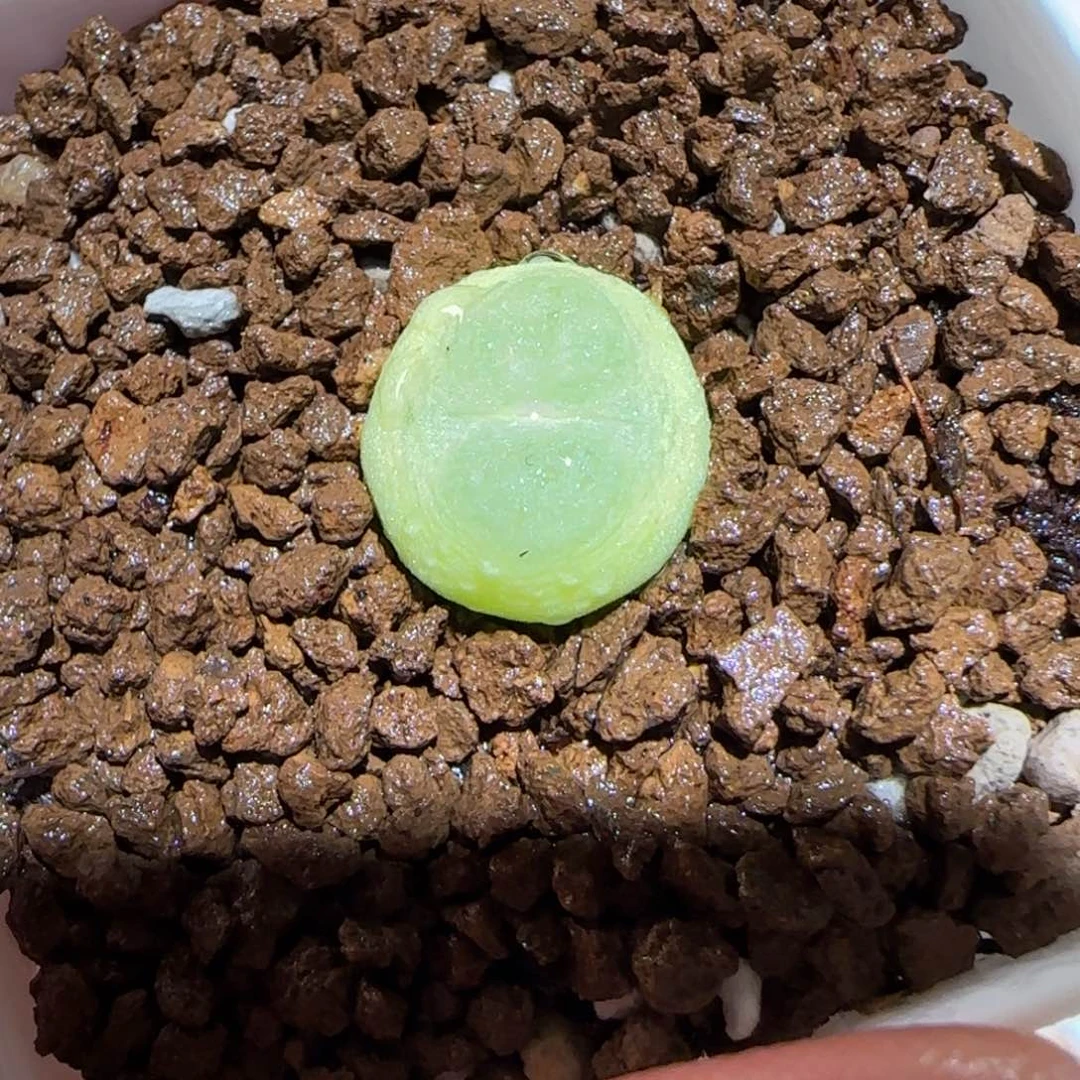 肉锥多肉植物百科-日式拉登210