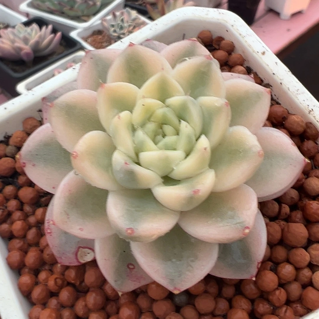 阿尔巴佳人锦，宽覆轮锦