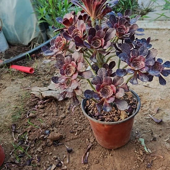 圆叶加急发货法师16