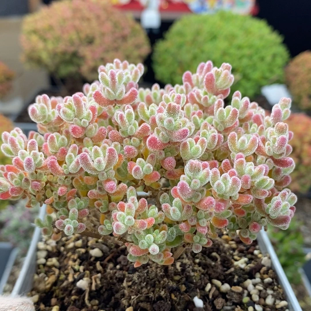 ?****?枝干优选冰晶6072枝干番杏