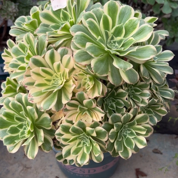 199碧玉25厘米左右