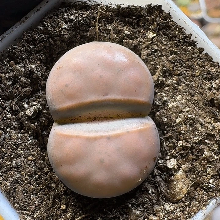 生石花111111。  162