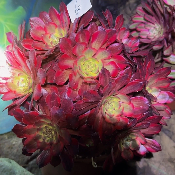 精品烟花捧花特价福利60